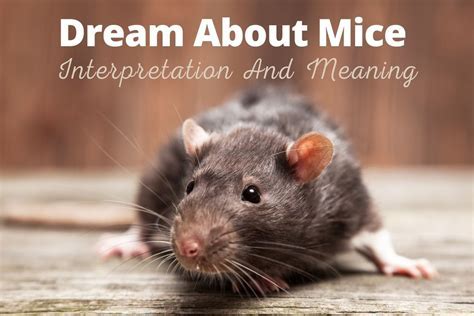 Ancient Beliefs and Cultural Significance of Rat and Mouse Dreams