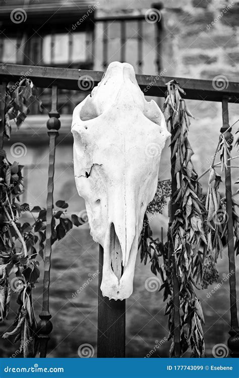 Ancient Beliefs and Superstitions Surrounding Dreams about Cattle Skulls