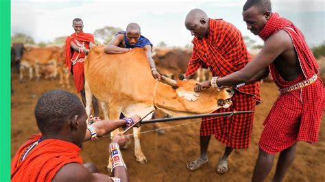 Ancient Cultural Beliefs and Rituals Involving Cows and Blood