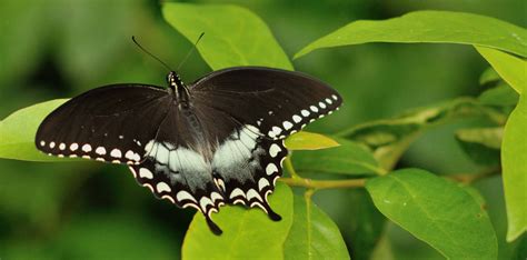 Ancient Cultural Interpretations and Beliefs about the Enigmatic Dark Colored Butterfly