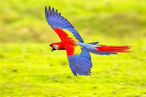 Ancient Folklore: Legends and Myths about the Crimson Macaw Bird