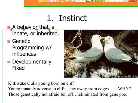 Animal Instincts: Analyzing the Basic Animalistic Associations of the Wolf