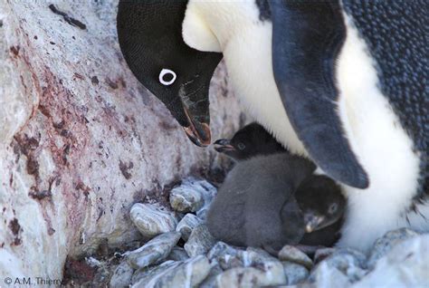 Antarctic Nocturnal Distress: Are Penguins Undergoing Anxiety and Tension in Their Sleep?