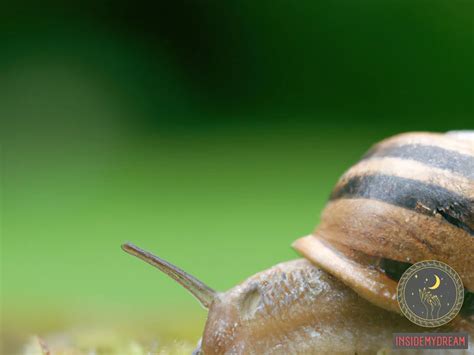 Anxiety and Stress Reflected in Dreams of Parasitic Insects