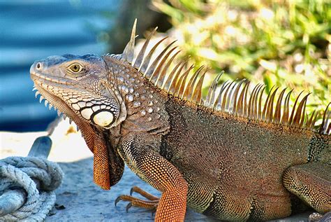 Appreciating the Magnificent Green Iguanas in the Wild