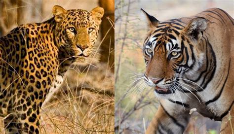 Appreciating the Symbolic Power of Leopards and Tigers