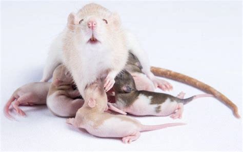 Approaches for Decoding Rat Dream Experiences during Pregnancy