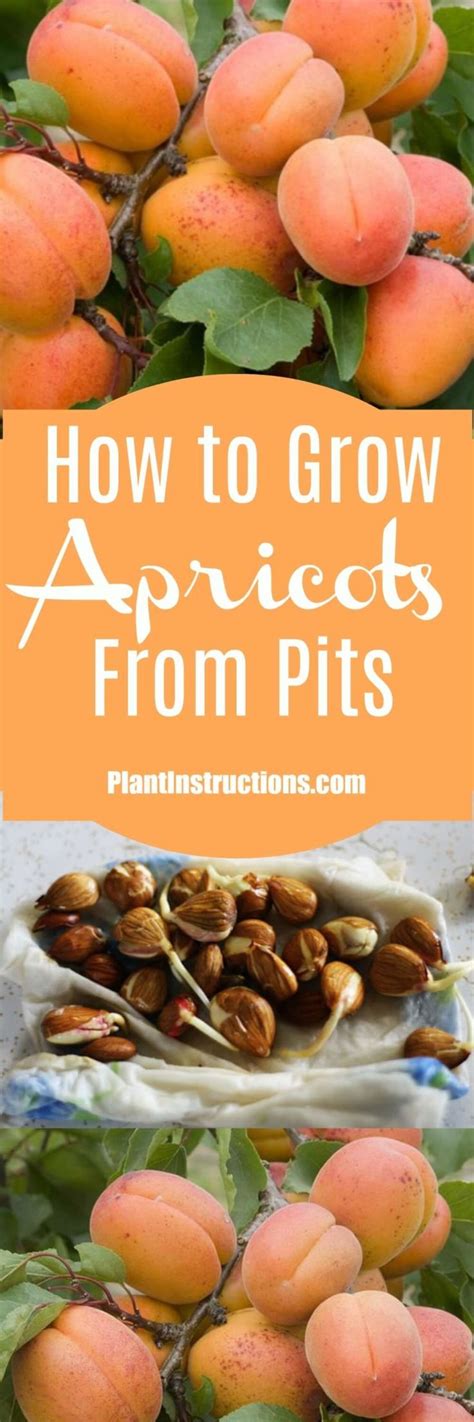 Apricot Pitts: A Rising Star