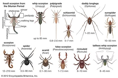 Arachnid Diversity: Different Spider Species and Their Behaviors