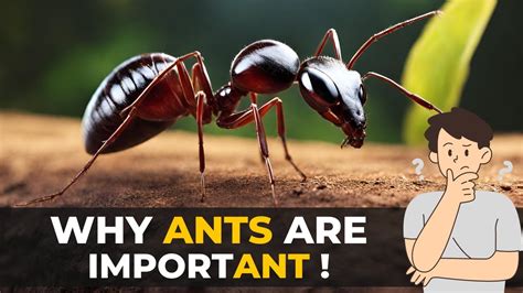 Army Ants and the Ecosystem: Their Impact and Significance