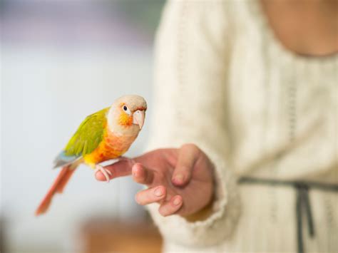 Aspiring Bird Enthusiasts: Exploring the Fulfillment and Duties of Bird Ownership