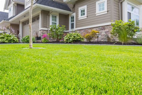 Assessing the Condition of Your Lawn