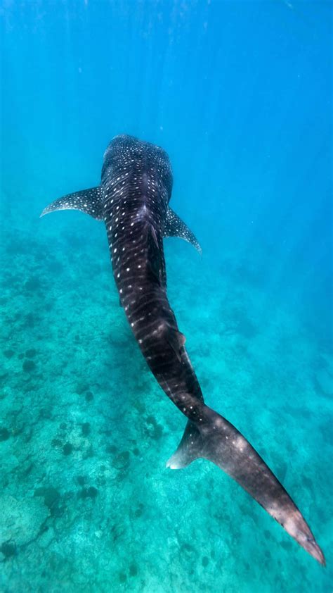 Astonishing Encounters with Majestic Underwater Giants