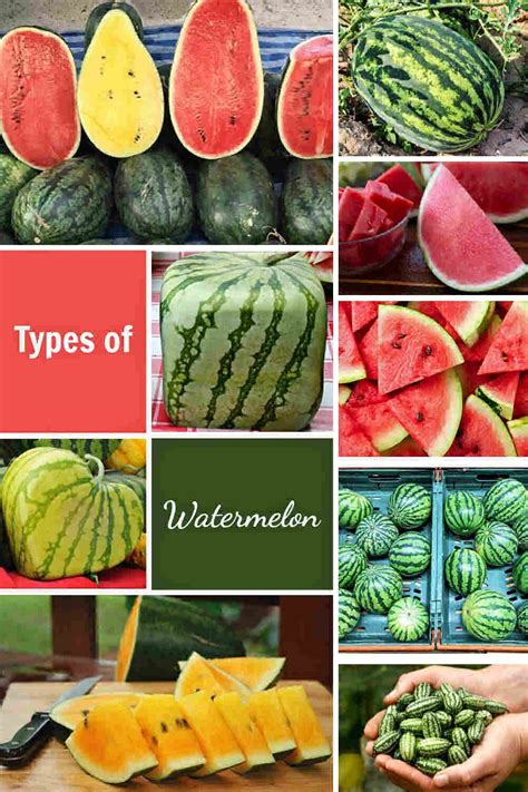 Availability and Market Demand: Is the Elusive Watermelon Variety Easy to Find?