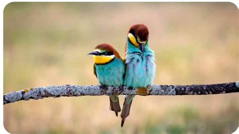 Avian Courtship: Unraveling the Enigma of Birds' Romantic Rituals