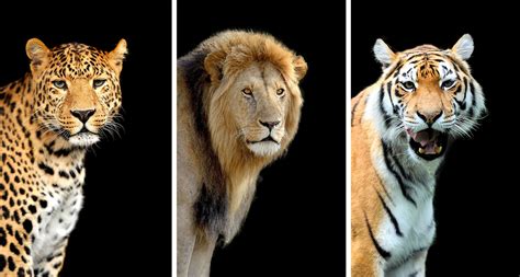 Awe-Inspiring Facts about the Largest Big Cat