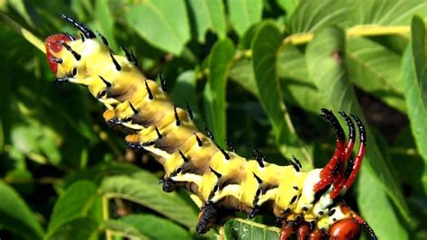 Awe-Inspiring Species: Other Intriguing Caterpillars Around the Globe