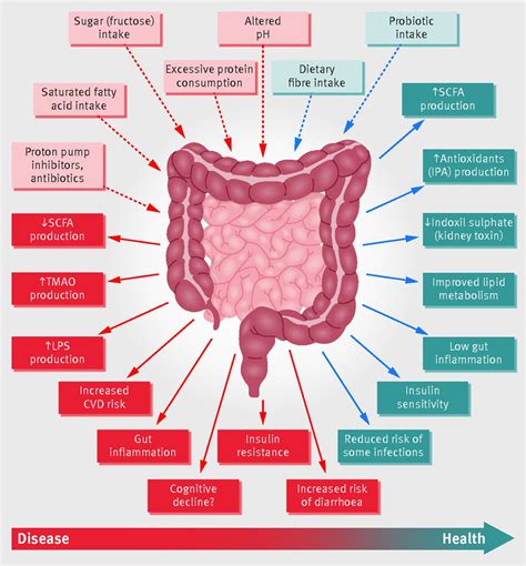 Balancing Act: The Role of Gut Bacteria in Maintaining a Healthy Digestive System