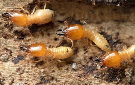 Banishing Termites: Effective Prevention and Control Strategies