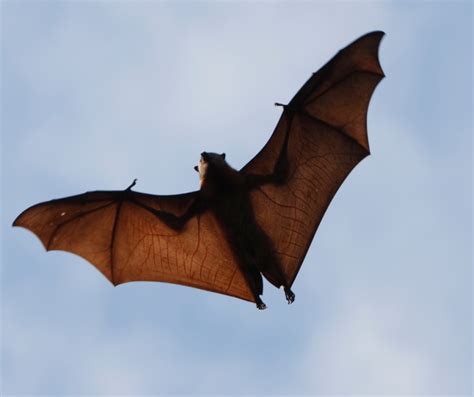 Bat Symbolism Across Cultures: