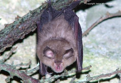 Bats: Revelations of the Hidden Importance in Dreamscapes