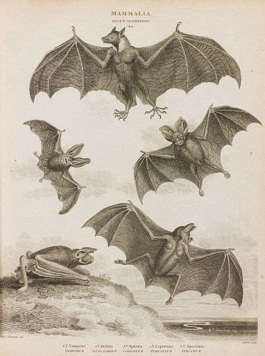 Bats in Literature and Art: Revealing Concealed Significance