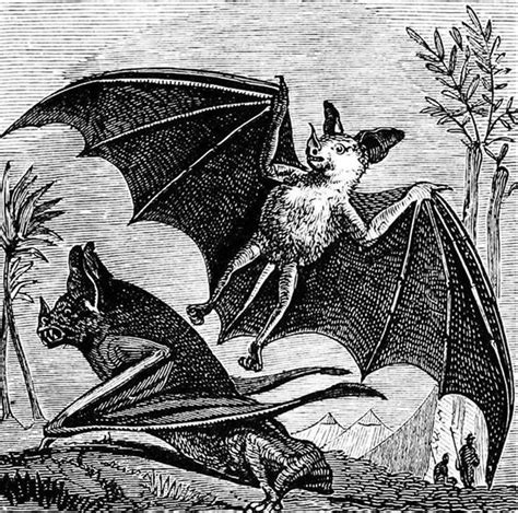 Bats in Mythology and Folklore