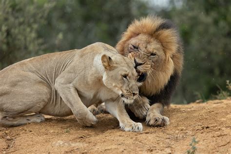 Battle for Survival: The Intense Competition of Lion Mating 