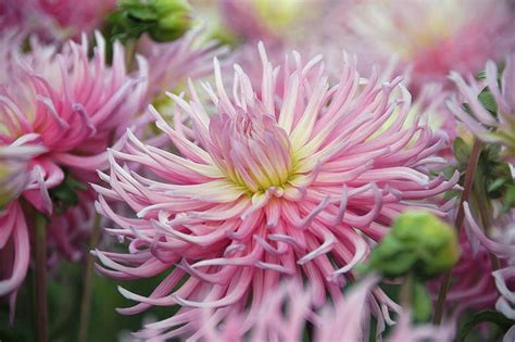 Beauty and Fashion Secrets of the Enigmatic Dahlia Star