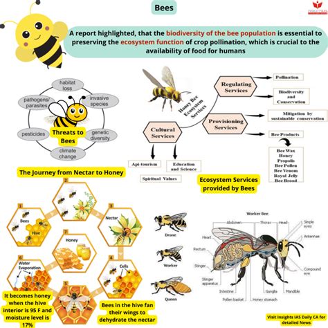 Bee Biodiversity: The Significance of Honeybees in Ecosystems