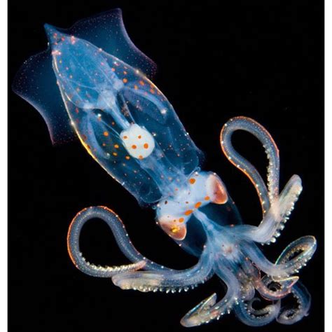 Behavior: Glimpses into the Intricate Social Dynamics of the Rosy Cephalopod