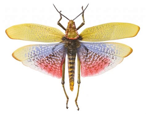 Behavior and Characteristics of These Fascinating Insects