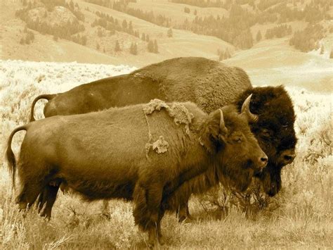 Behold the Mighty Herd: Understanding the Social Structure of Free-ranging Bison