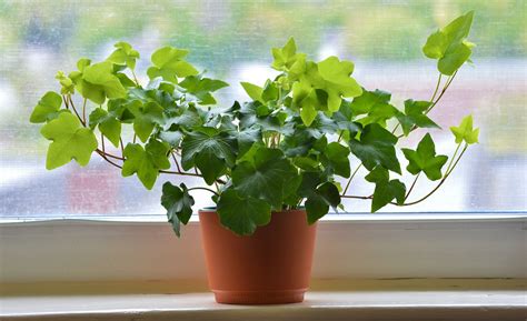 Benefits Beyond Beauty: The Health and Wellness Benefits of Ivy Plants