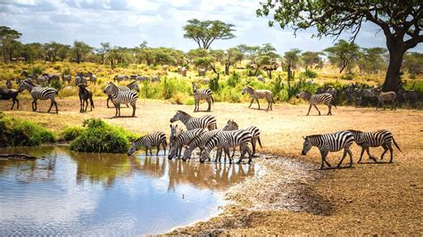 Best Destinations for Wildlife Safaris: Where to Witness the Majestic Wonders of Nature