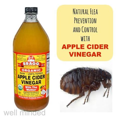 Beyond Chemical Solutions: Natural Remedies for Flea Control