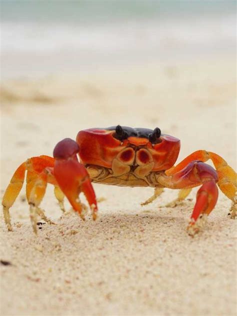 Beyond Curiosity: The Potential Benefits of Understanding Crab Dream Patterns