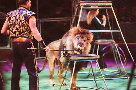 Beyond Entertainment: Exploring the Disturbing Connection between Animal Cruelty and Circuses