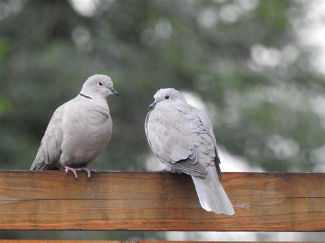 Beyond Words: How Subconscious Messages Are Conveyed by Grey Doves in Dreams