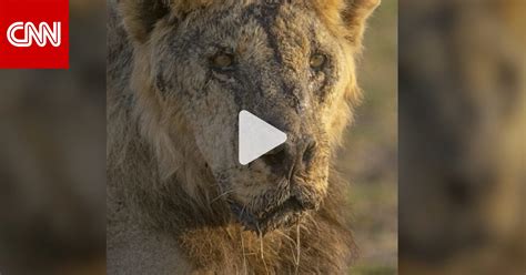 Beyond the Battlefield: The Social Implications of Lion Conflicts