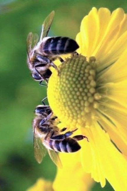 Beyond the Hive: Exploring the Fascinating World of Beekeeping