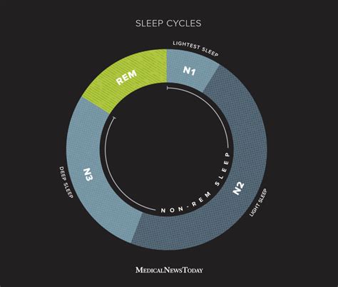 Beyond the Nap: Understanding the Different Sleep Stages of Young Felines