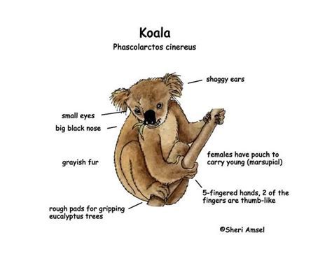 Biography of Koala Puffs: Early Life