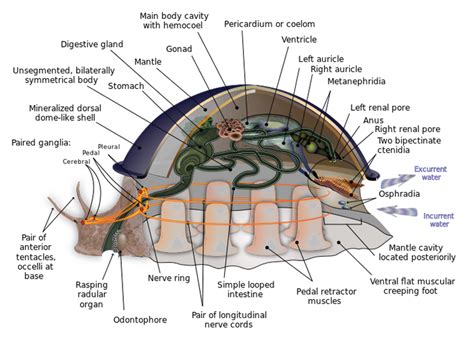 Biological and Evolutionary Explanations for Dreaming of Consuming Gastropod Mollusks