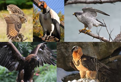 Birds of Prey: Unveiling the Significance of Raptors in Avian-Capture Dreams