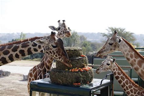 Birth to Maturity: The Journey of Giraffes