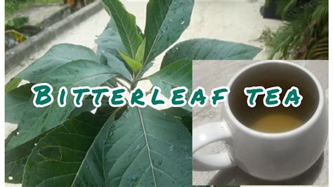 Bitter Leaf Tea: A Rejuvenating and Healing Beverage