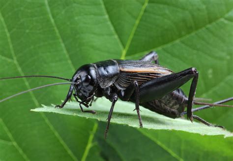 Black Cricket vs. Humans: The Impact of this Insect on Society