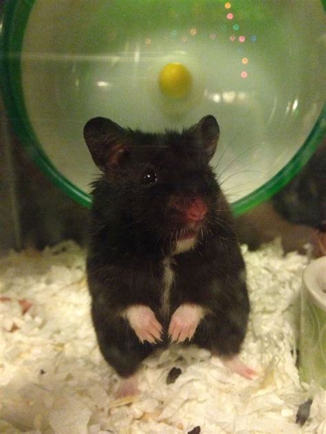 Black Hamsters as Harbingers of Transformation and Renewal