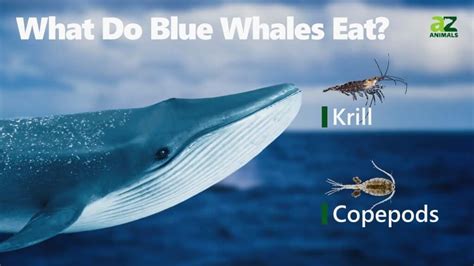 Blue Whales and their Prey: The Great Feast of the Ocean